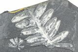 Fossil Seed Fern (Alethopteris & Pecopteris) Plate - Pennsylvania #360494-2